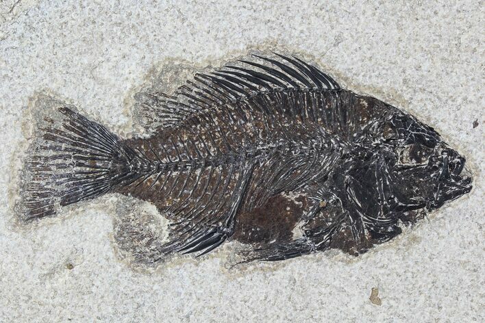 Cockerellites (Priscacara) Fossil Fish - Wyoming #77896